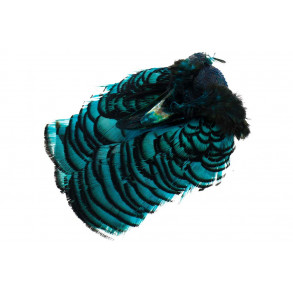 Amherst Pheasant Head - Kingfisher Blue