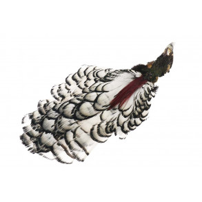 Amherst Pheasant Head - Natural
