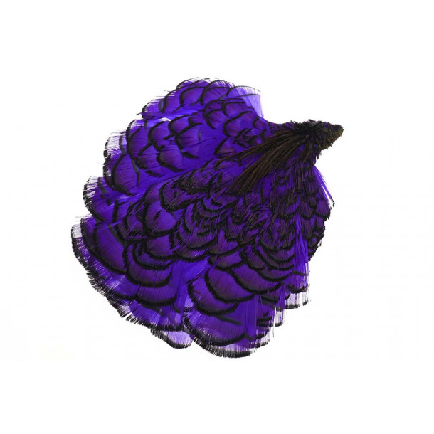 Amherst Pheasant Head - Purple