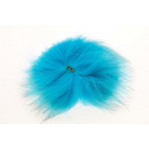 Arctic fox - Kingfisher blue