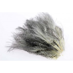 Barred marabou - Creme