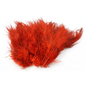 Barred marabou - Hot Orange