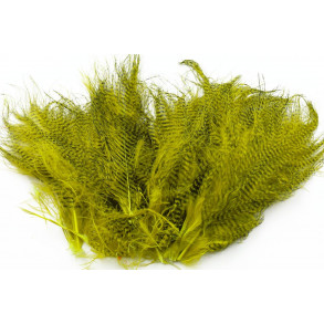 Barred marabou - Olive
