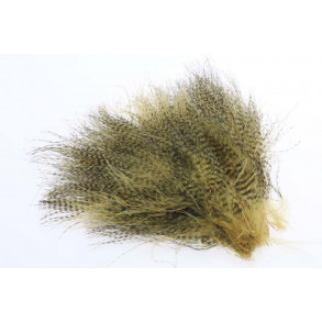 Barred marabou - Wood Duck Gold