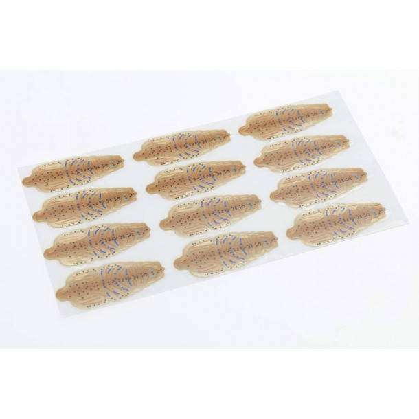 Flyco Shrimp shells - Tan (S)