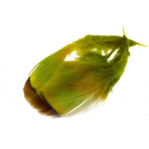 French Partridge - Golden olive