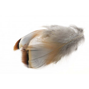 French Partridge - Natur