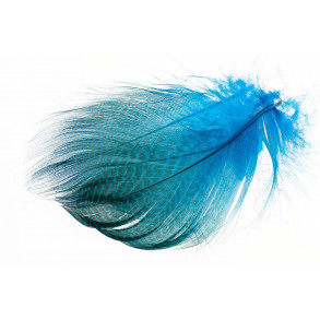 Gadwall Barred Flank - Peacock Blue