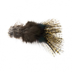 Gallo de leon - Pardo Langareto (M)