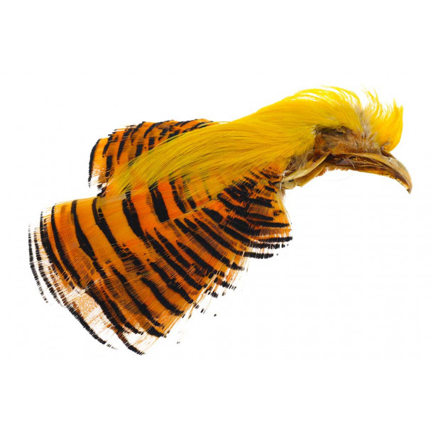 Golden Pheasant Crest &amp; tipped - Natural