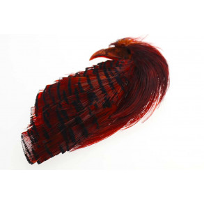 Golden Pheasant Crest & tipped - Red