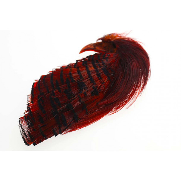 Golden Pheasant Crest &amp; tipped - Red
