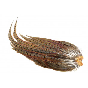Golden Pheasant Tail Complete