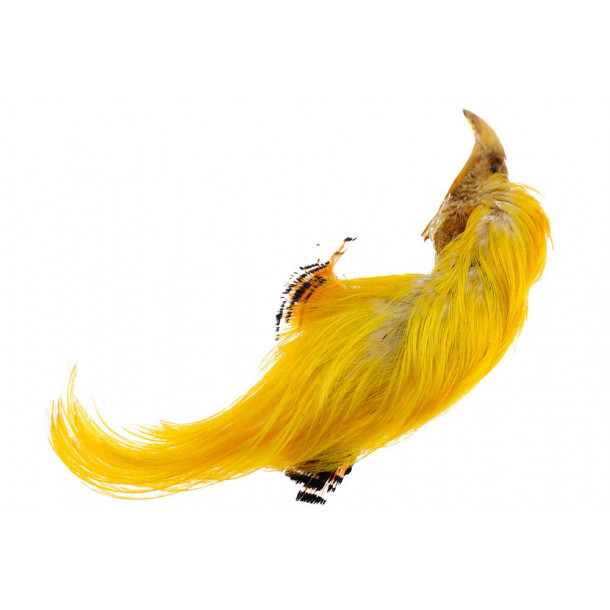 Golden Phesant Crest - Natur