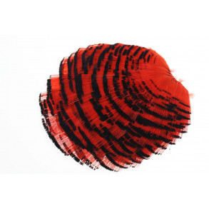 Golden Phesant Tippet - Orange