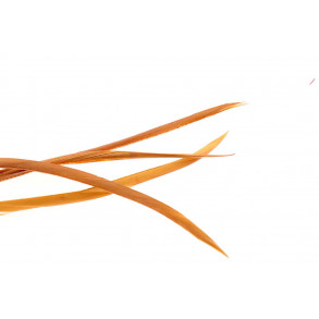 Goose Biots - Ginger