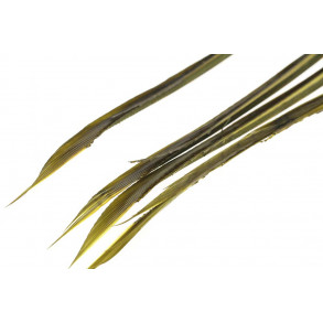 Goose Biots - Lt.Olive