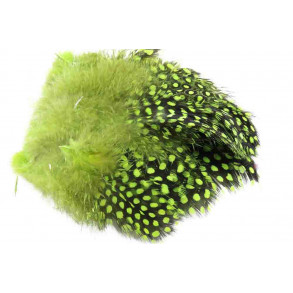 Guinea Fowl - Chartreuse