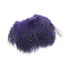 Guinea Fowl - Purple