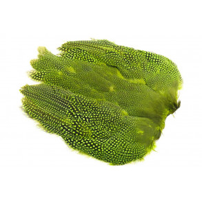 Guinea fowl Full Skin - Chartreuse