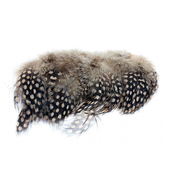 Guinea Fowl.- Tan