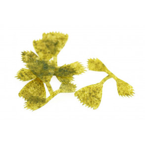 Kileys Fish Finz - Mottled Olive (M)