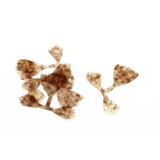 Kileys Fish Finz - Mottled Rust (S)