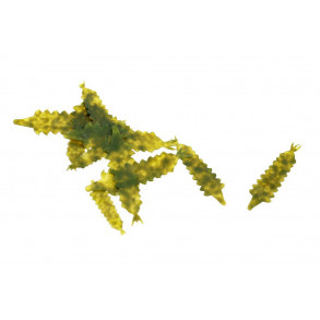 Klieys Damsel Tails - Olive