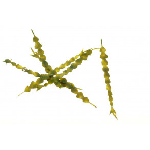 Klieys Dragon fly tailz - Olive