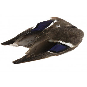 Mallard Duck Wing - Natural