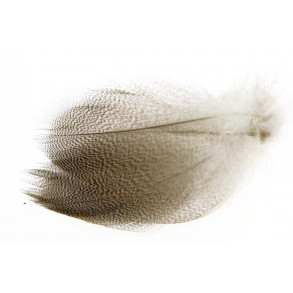 Mallard Duck Wing Large Selected - Natural
