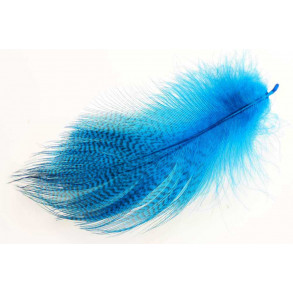 Mallard Duck Wing Large Selected - Peacock Blue