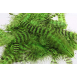 Metz Soft hackles - Grizzly chatreuse