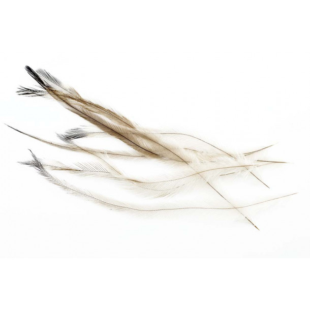Nandu feathers