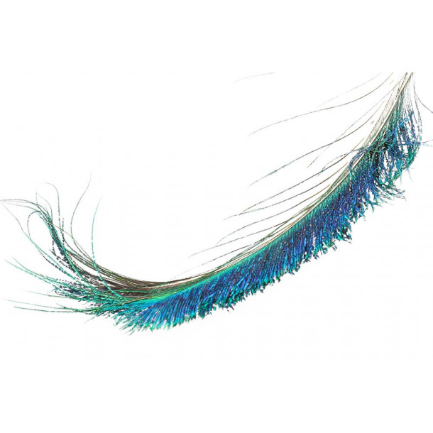 Peacock swords