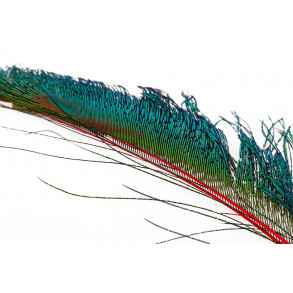 Peacock swords - Orange