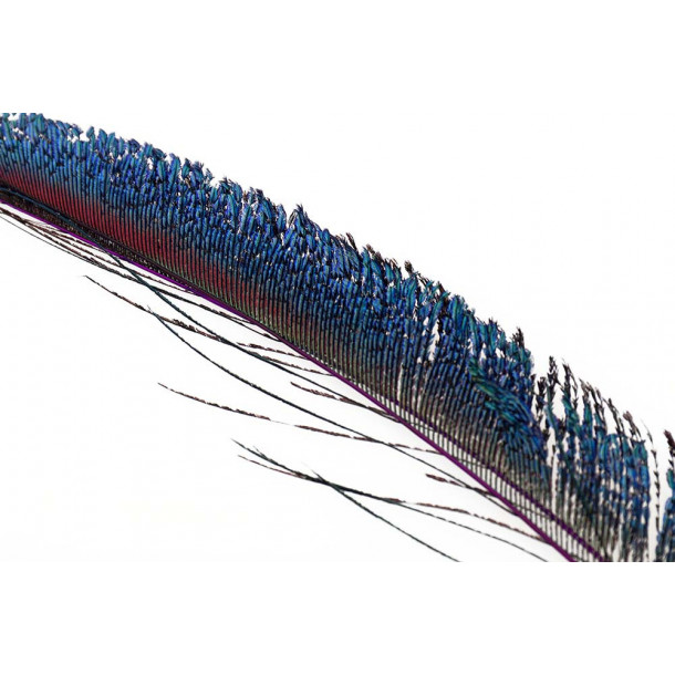 Peacock swords - Purple