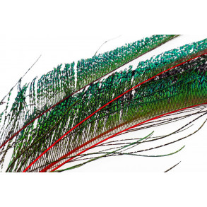 Peacock swords - Red