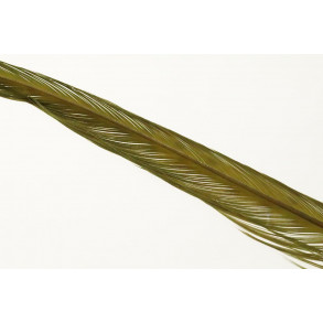 Pheasent tail feather - Medium Olive