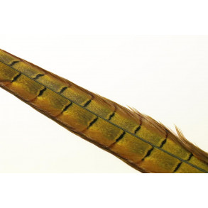 Pheasent tail feather - Yellow