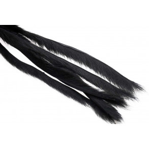 Pine squirrel - Black