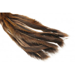 Pine squirrel - Brown