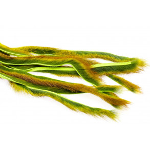 Pine squirrel - Chatreuse