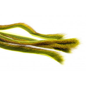 Pine squirrel - Lt olive