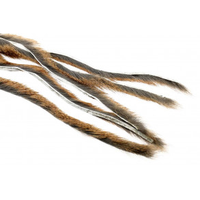 Pine squirrel - natur