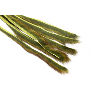 Pine squirrel - Olive