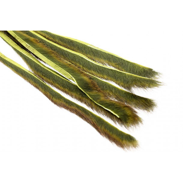 Pine squirrel - Olive