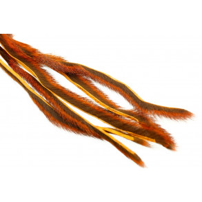 Pine squirrel - Orange