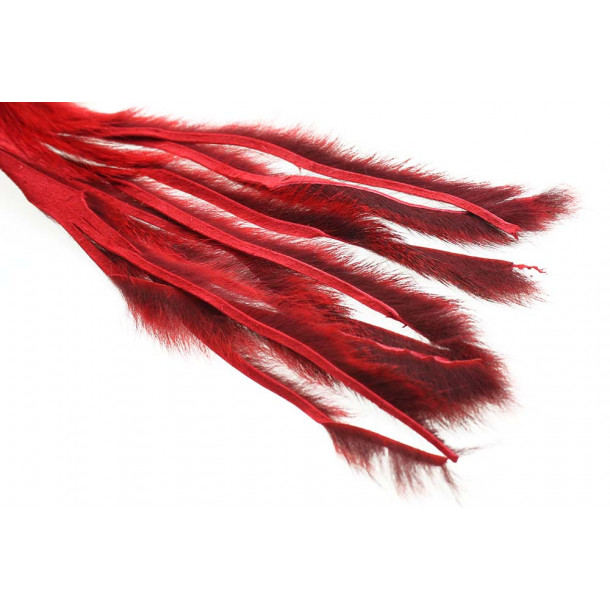 Pine squirrel - Red