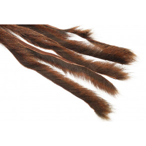 Pine squirrel - Rust